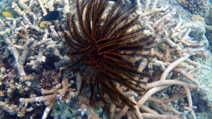 Anneissia (Oxycomanthus) bennetti