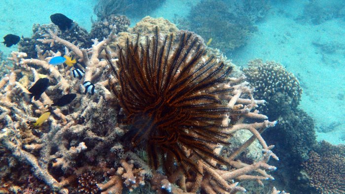 Anneissia (Oxycomanthus) bennetti