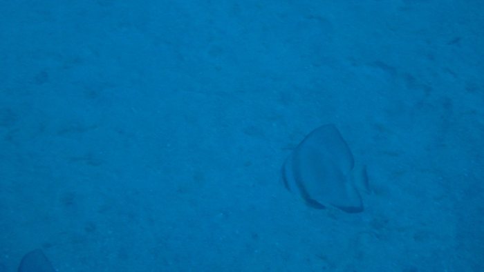 Platax teira