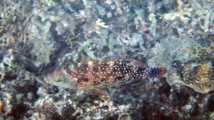 Cheilinus chlorourus