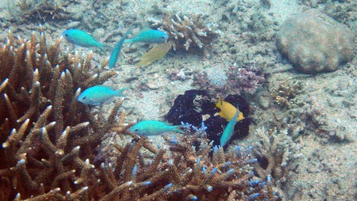Chromis viridis
