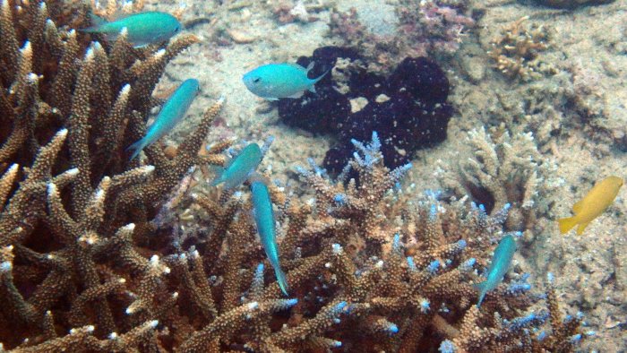 Chromis viridis