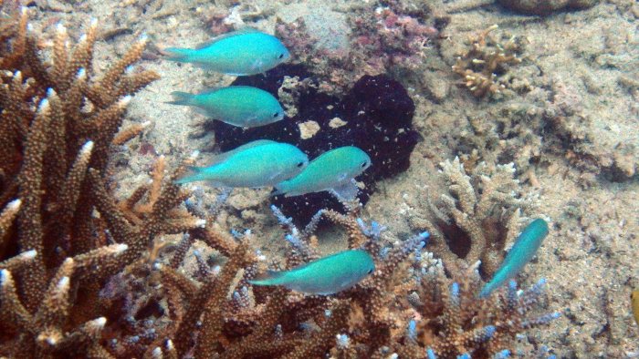 Chromis viridis