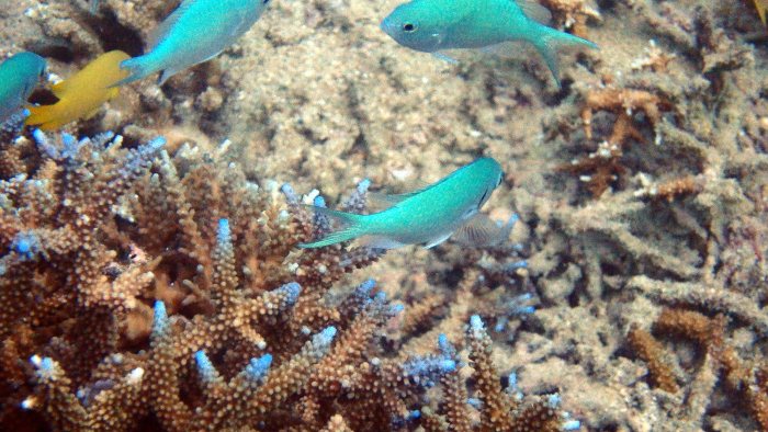 Chromis viridis