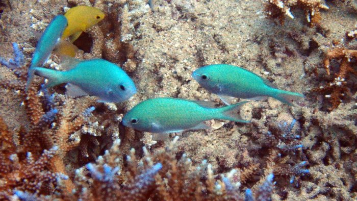 Chromis viridis
