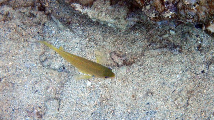 Pomacentrus amboinensis