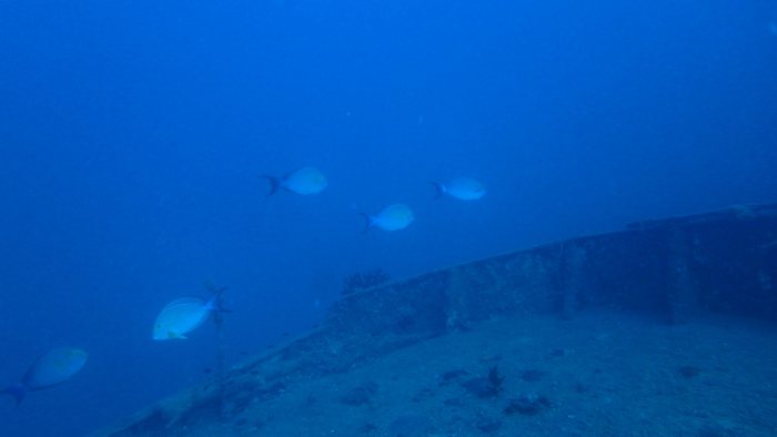 Acanthurus xanthopterus