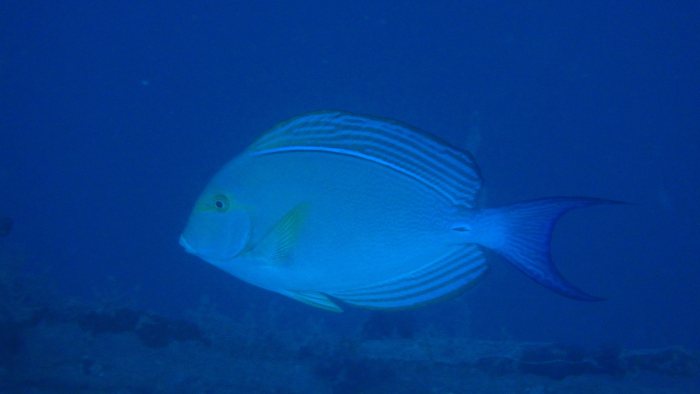 Acanthurus xanthopterus