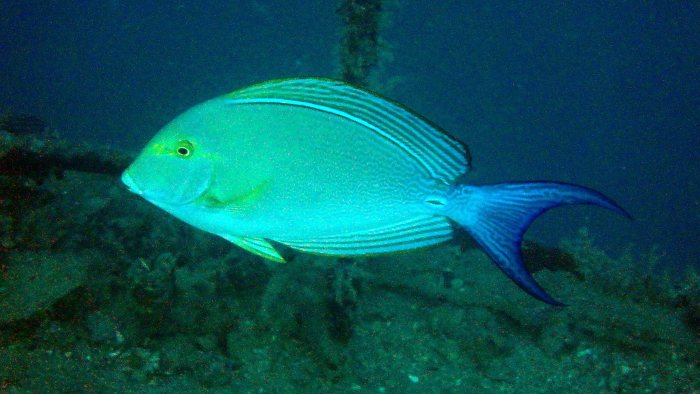 Acanthurus xanthopterus