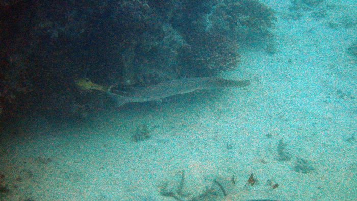 Aulostomus chinensis