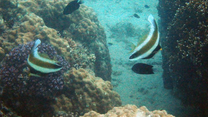 Heniochus chrysostomus