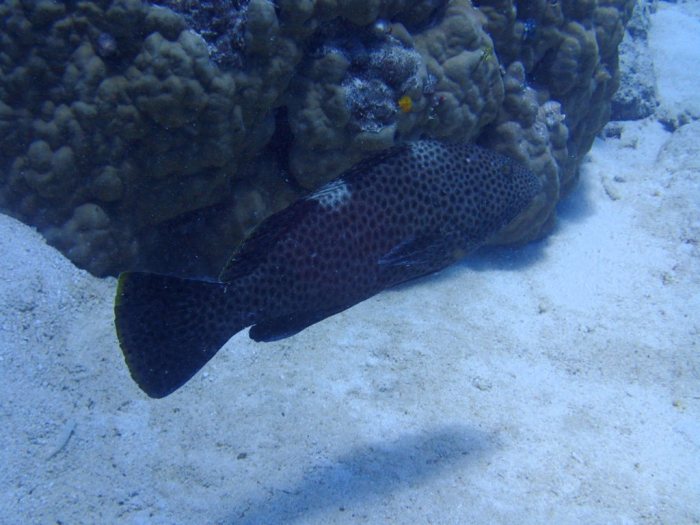 Epinephelus maculatus