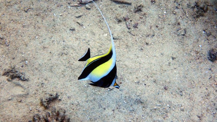 Zanclus cornutus