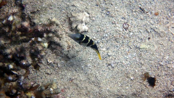 Canthigaster valentini