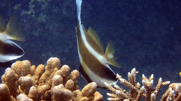 Heniochus chrysostomus
