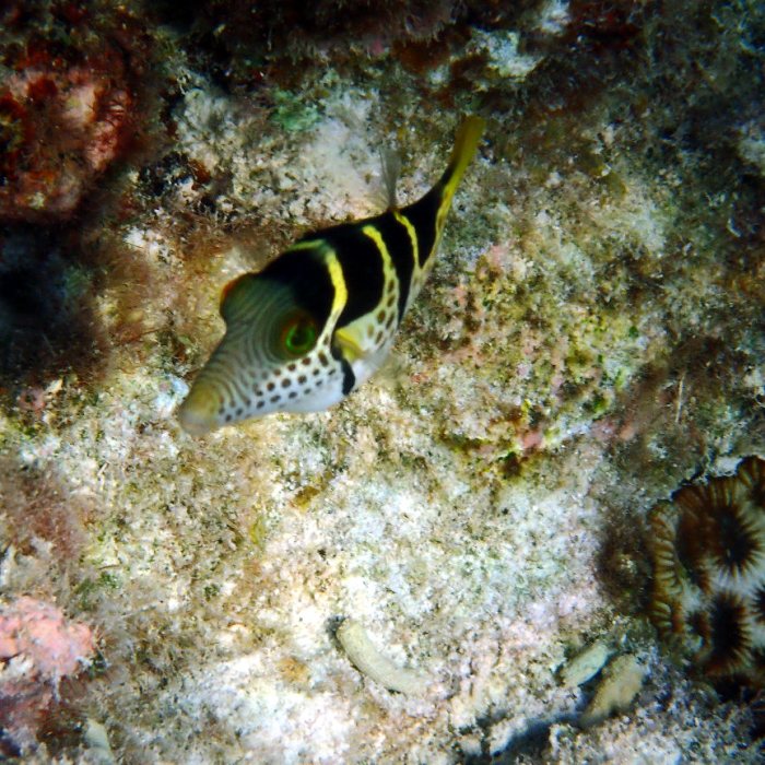 Canthigaster valentini