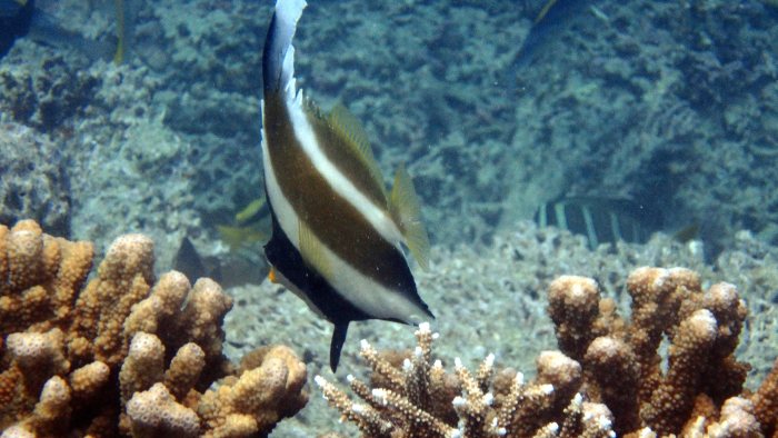 Heniochus chrysostomus