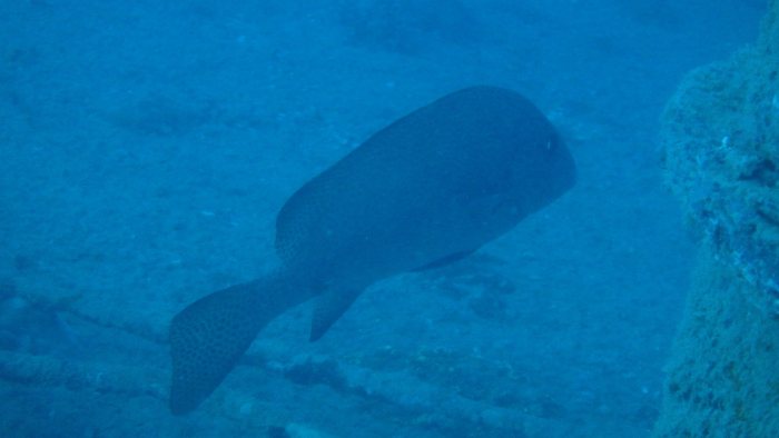 Diagramma picta