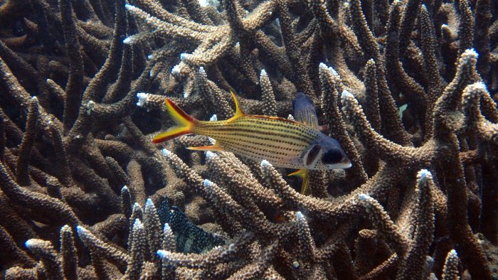 Neoniphon sammara