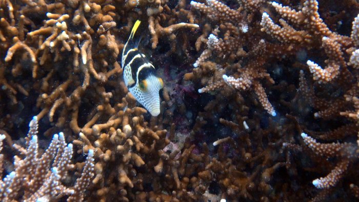 Canthigaster valentini