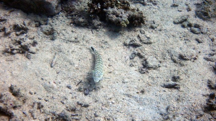 Parapercis hexophtalma
