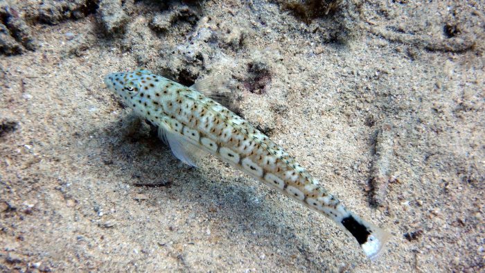 Parapercis hexophtalma