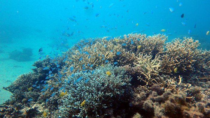 Chromis viridis