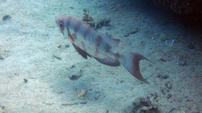 Priacanthus hamrur