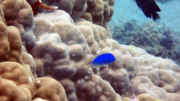 Pomacentrus coelestis