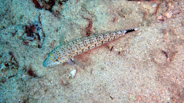 Parapercis hexophtalma