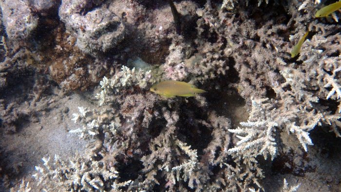 Pomacentrus amboinensis