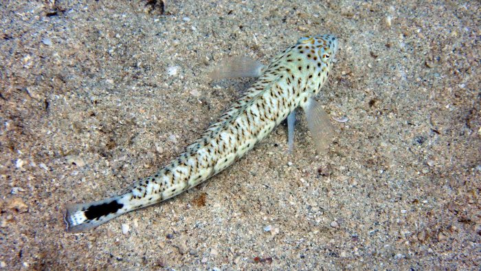 Parapercis hexophtalma