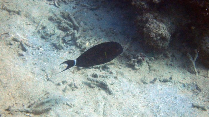 Acanthurus blochii
