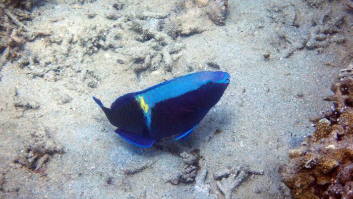 Scarus schlegeli