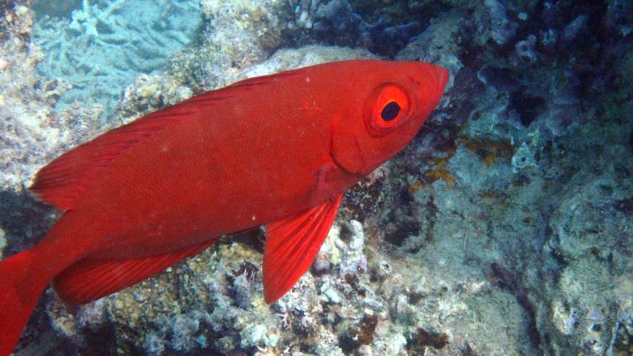 Priacanthus hamrur