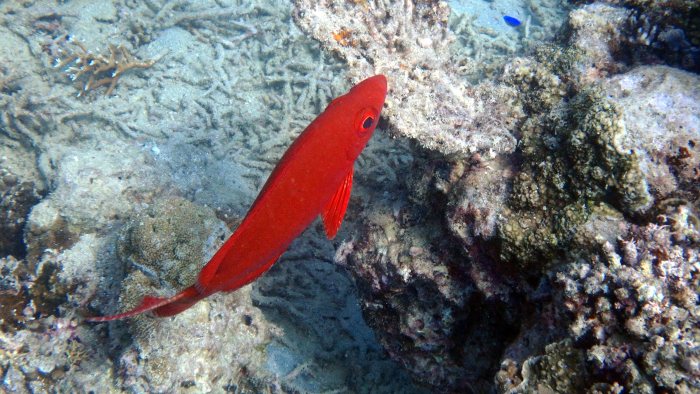 Priacanthus hamrur