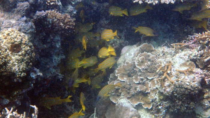 Lutjanus kasmira