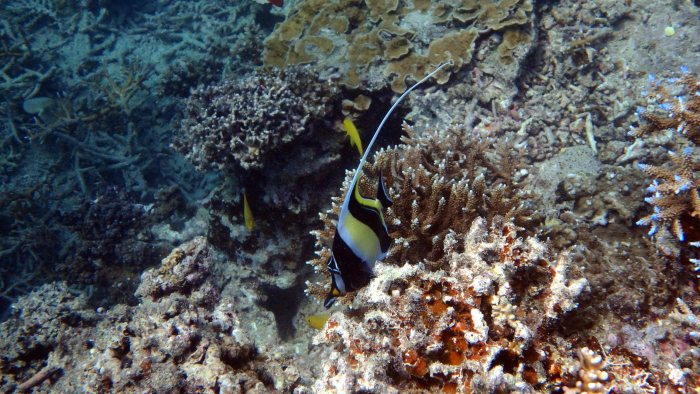Zanclus cornutus