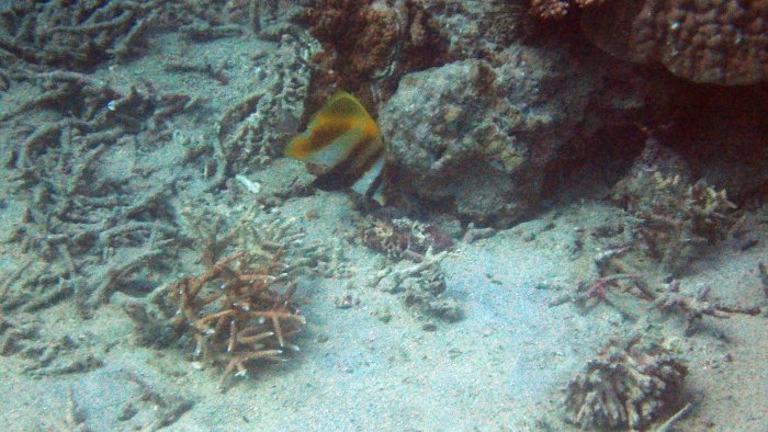 Coradion altivelis