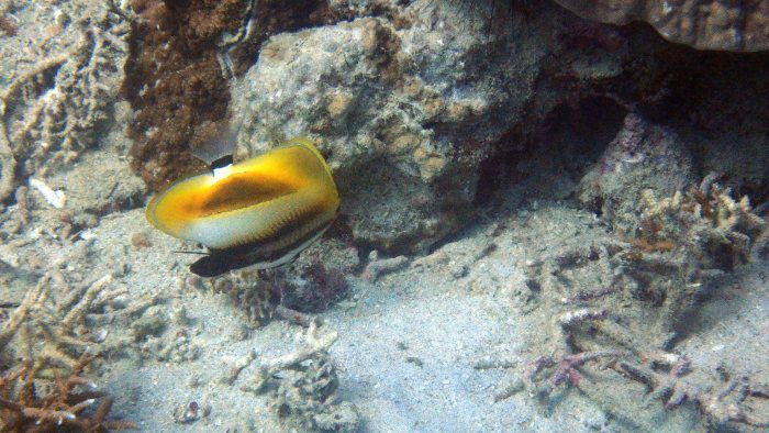 Coradion altivelis