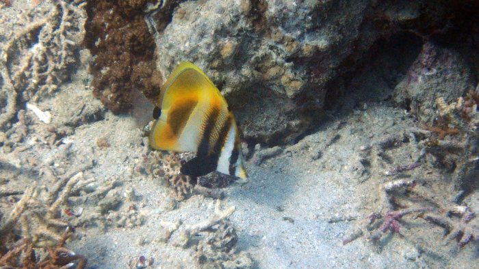 Coradion altivelis