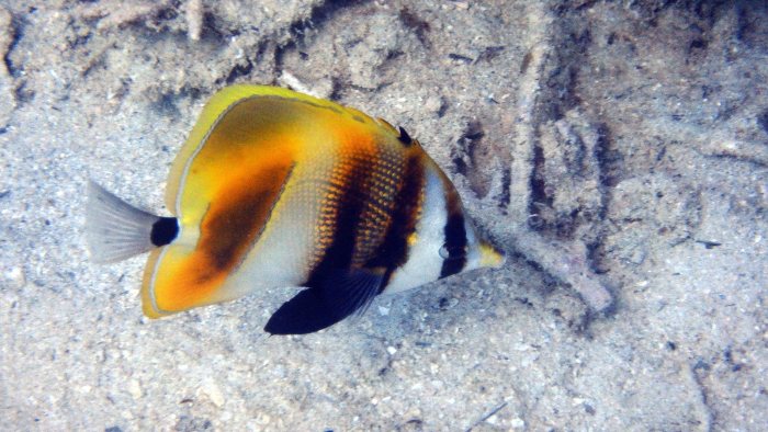 Coradion altivelis
