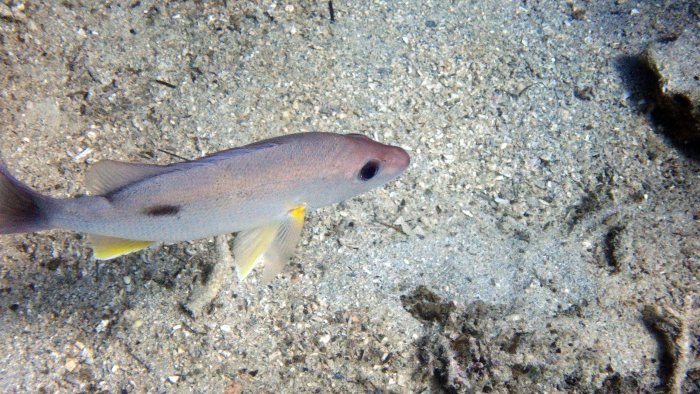 Lutjanus fulvus