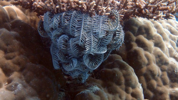 Clarkcomanthus (Comantus) mirabilis