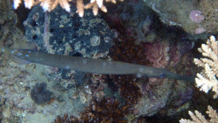Aulostomus chinensis