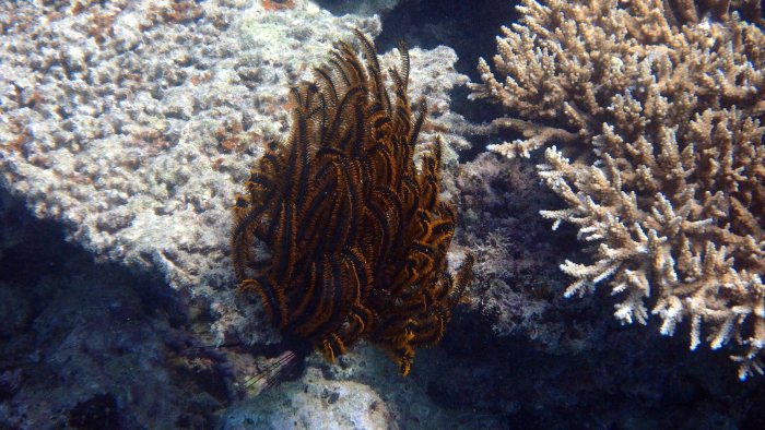 Anneissia (Oxycomanthus) bennetti