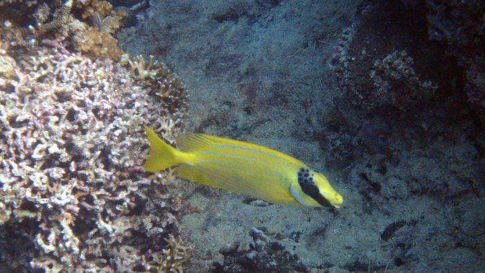 Siganus puellus