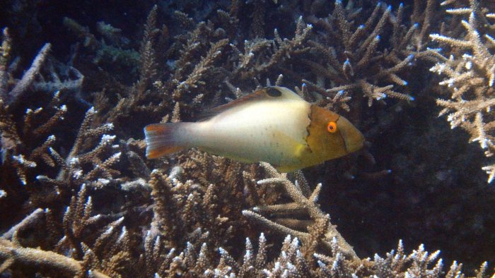 Cetoscarus ocellatus