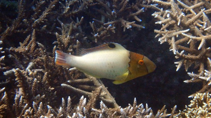 Cetoscarus ocellatus