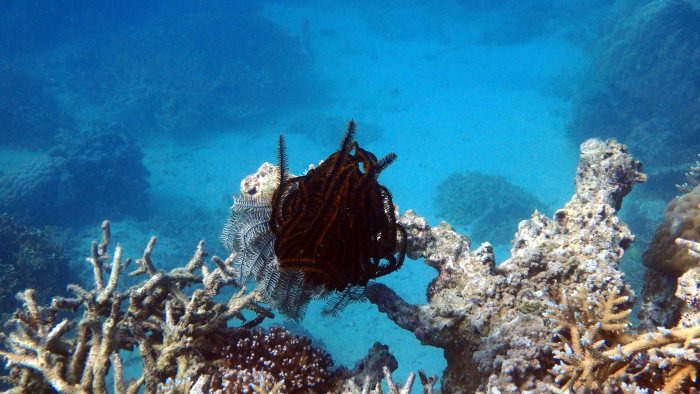 Crinoïde